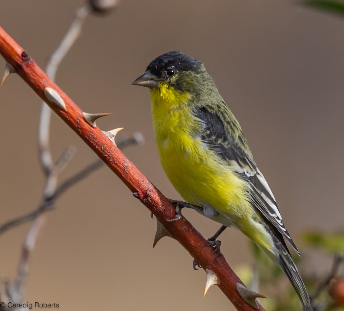Lesser Goldfinch - ML642792068