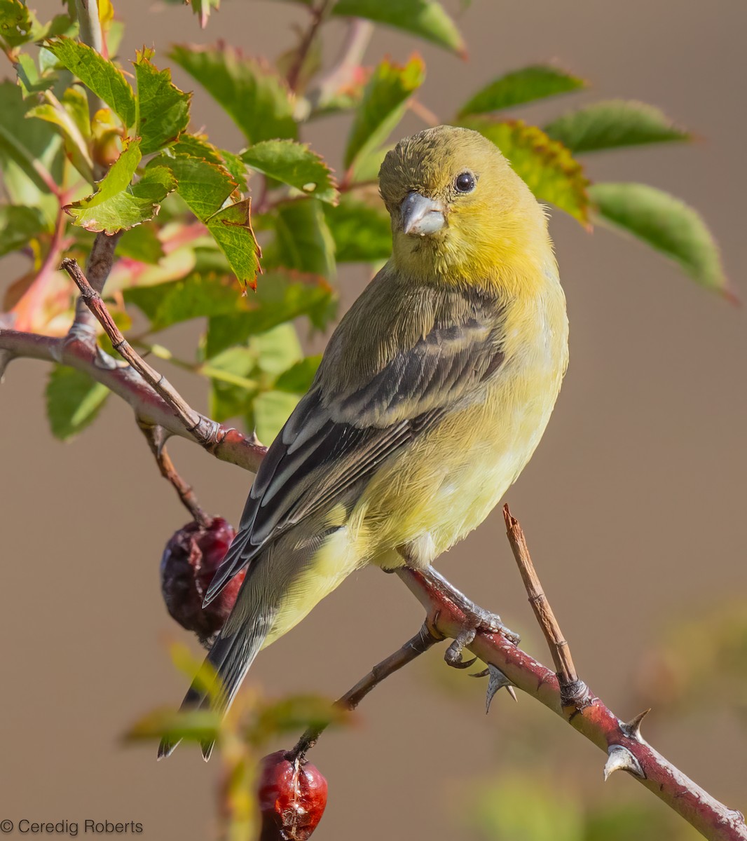 Lesser Goldfinch - ML642792069