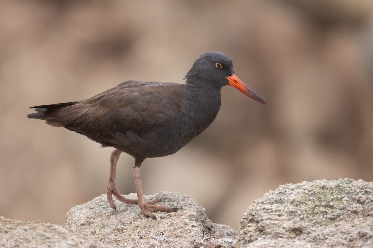 Black Oystercatcher - ML642792087