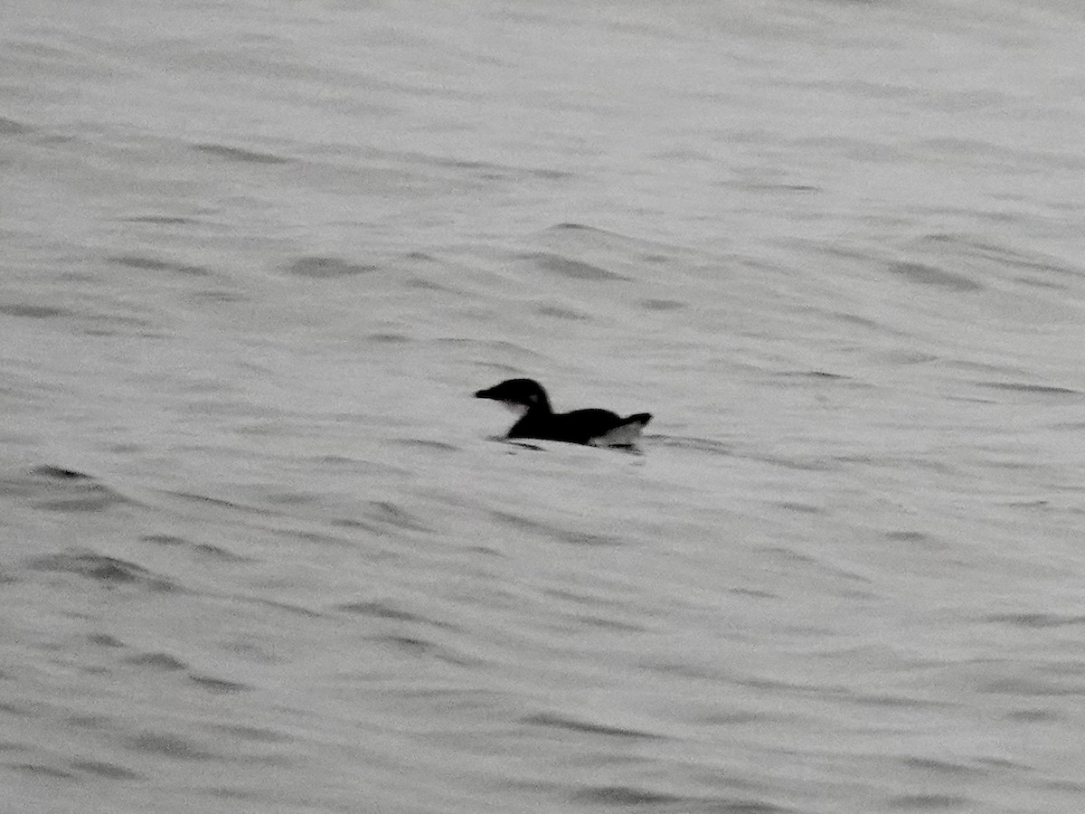 buřník peruánský - ML642792096