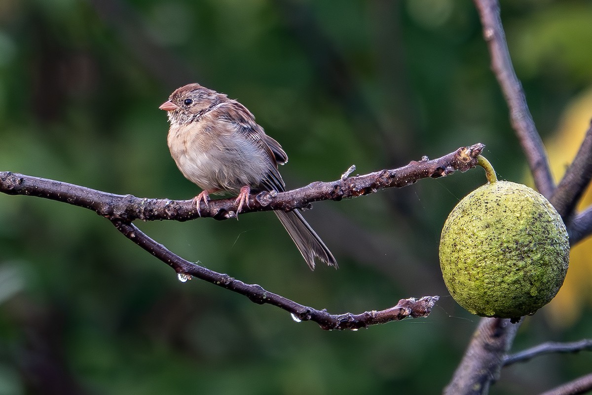 Field Sparrow - ML642792102