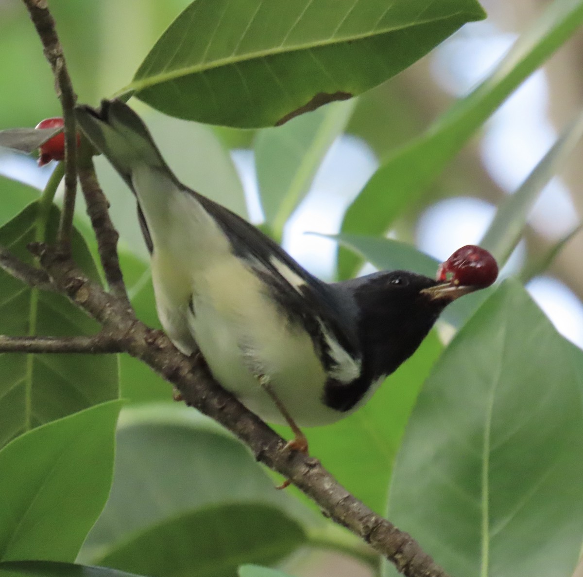 Black-throated Blue Warbler - ML642792106