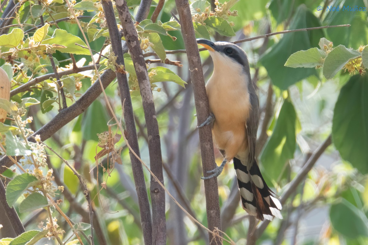 Mangrove Cuckoo - ML642792109