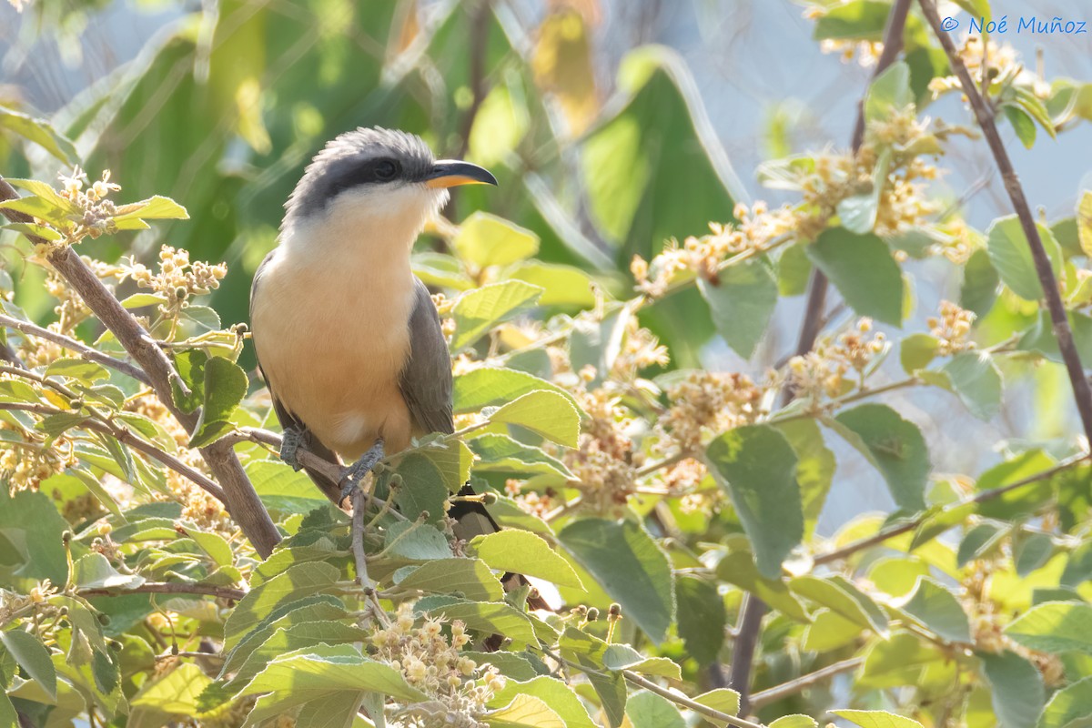 Mangrove Cuckoo - ML642792110