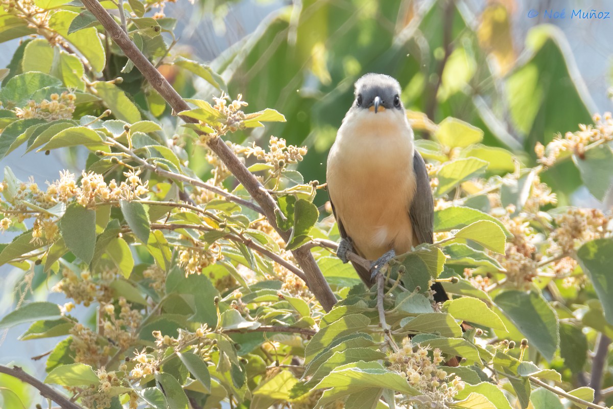 Mangrove Cuckoo - ML642792111