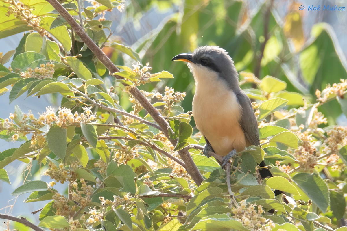 Mangrove Cuckoo - ML642792112