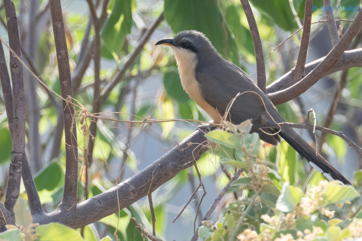 Mangrove Cuckoo - ML642792113