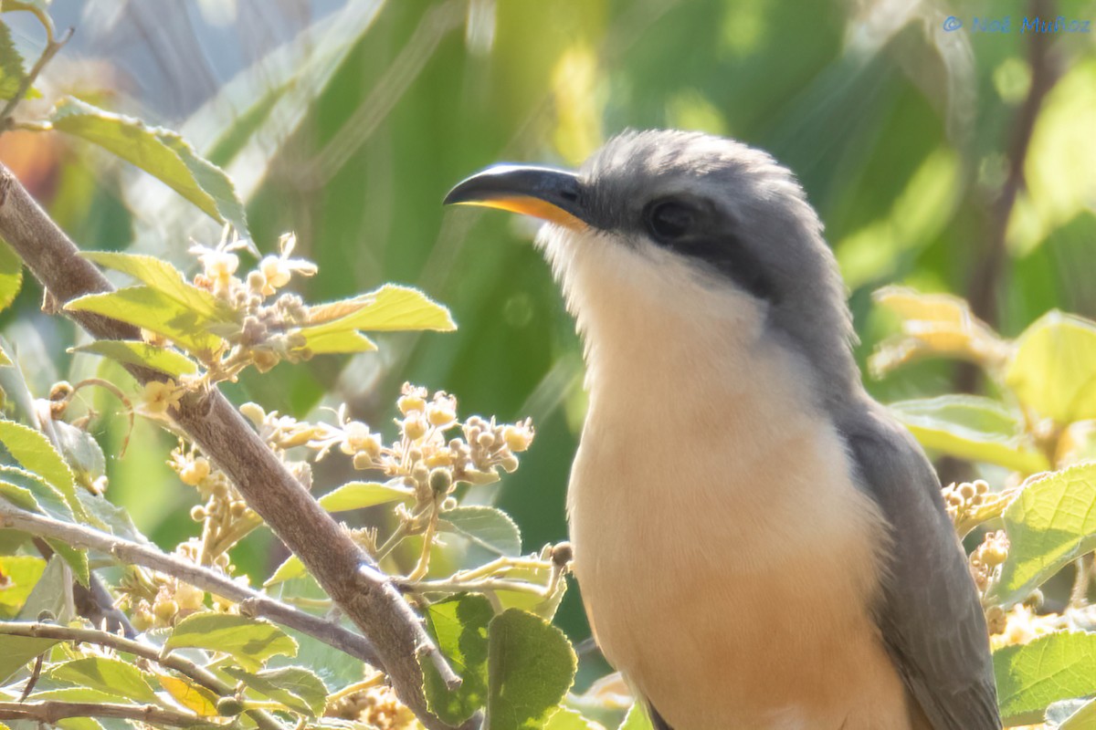 Mangrove Cuckoo - ML642792136