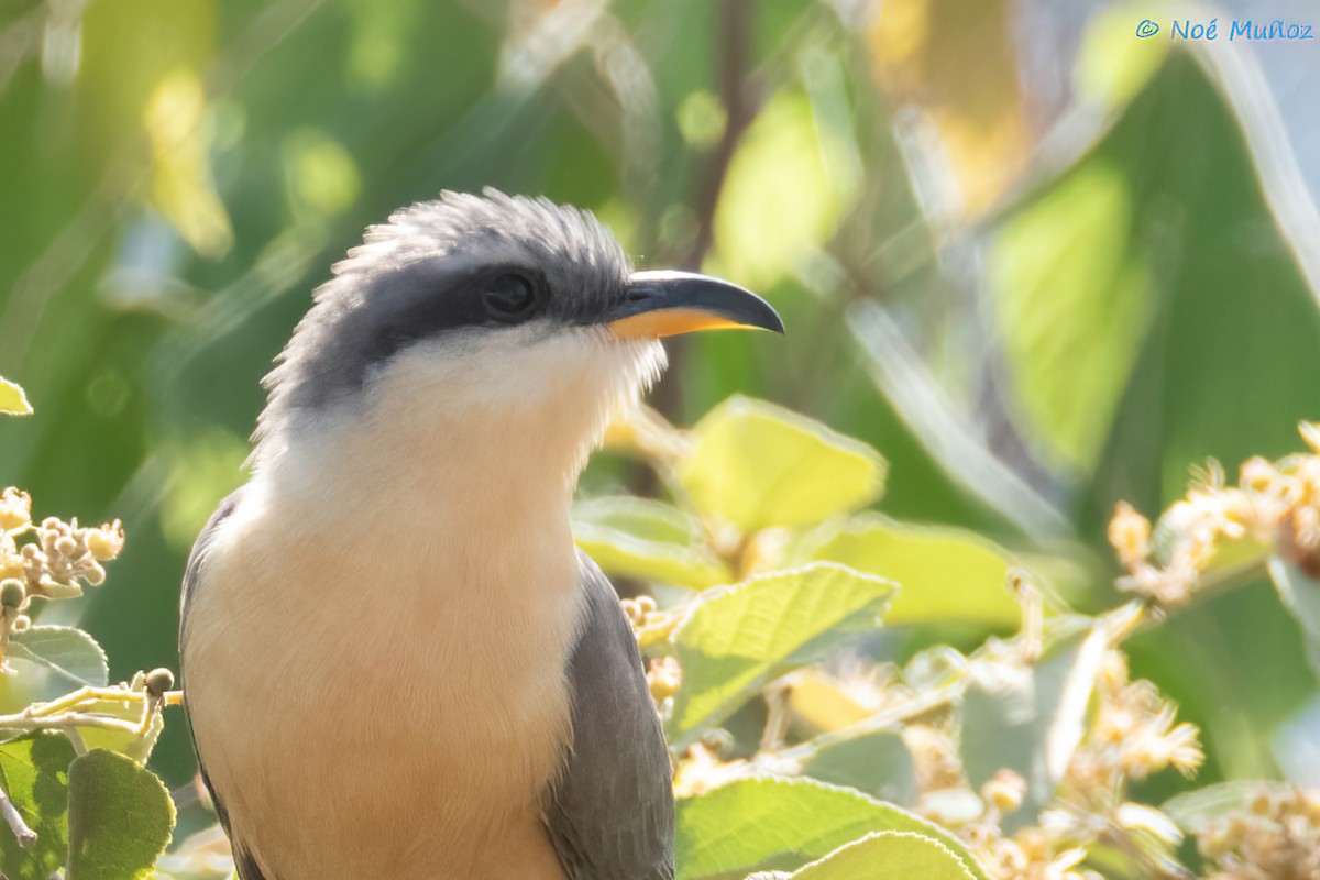 Mangrove Cuckoo - ML642792137