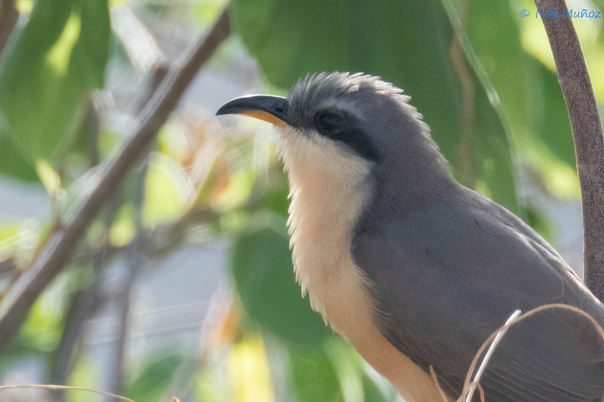 Mangrove Cuckoo - ML642792138