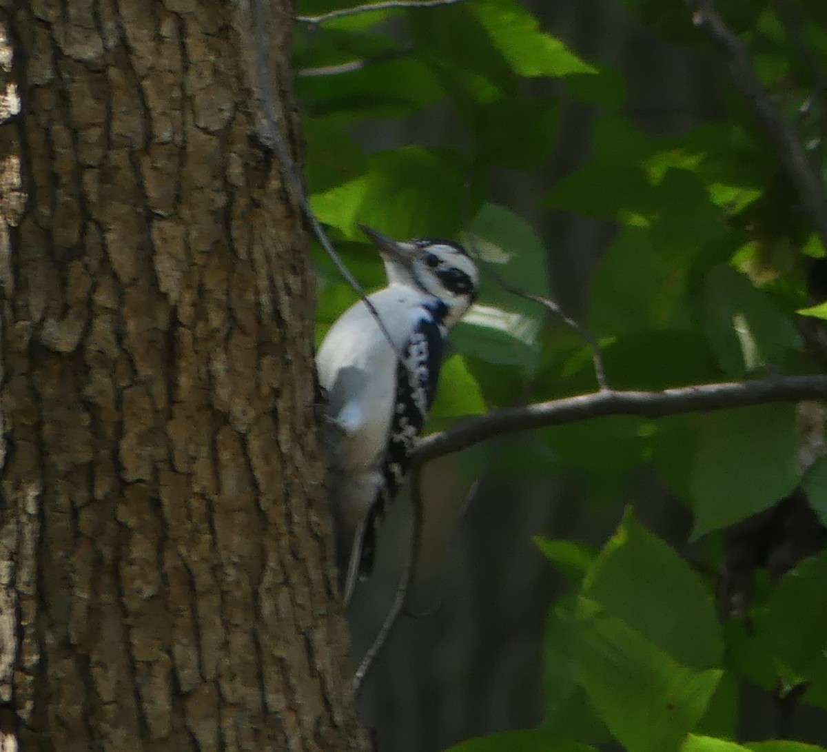 Hairy Woodpecker - ML642792140