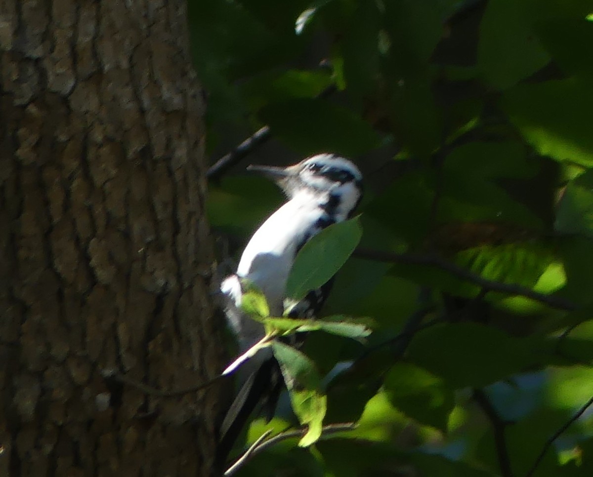 Hairy Woodpecker - ML642792141
