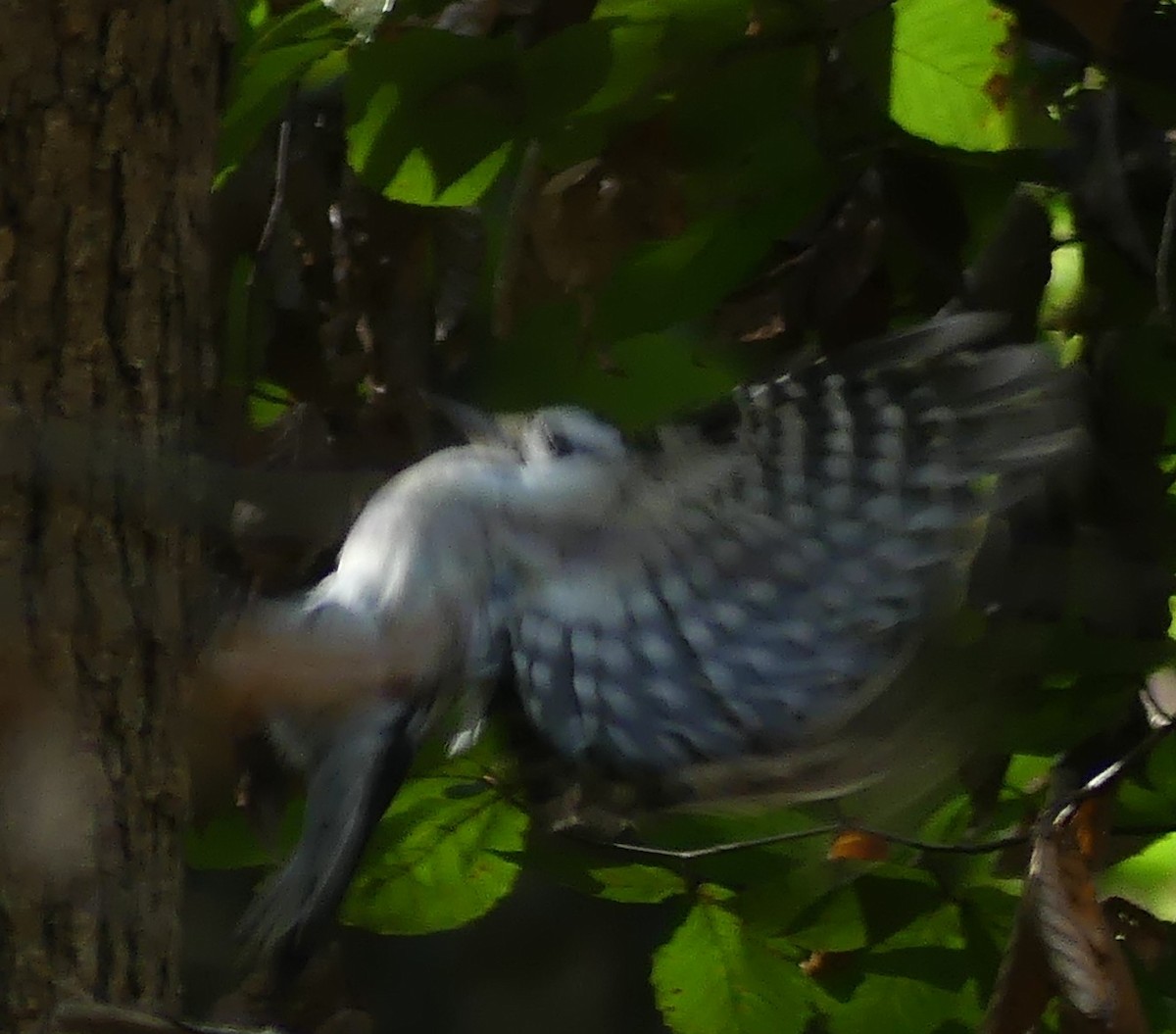 Hairy Woodpecker - ML642792142