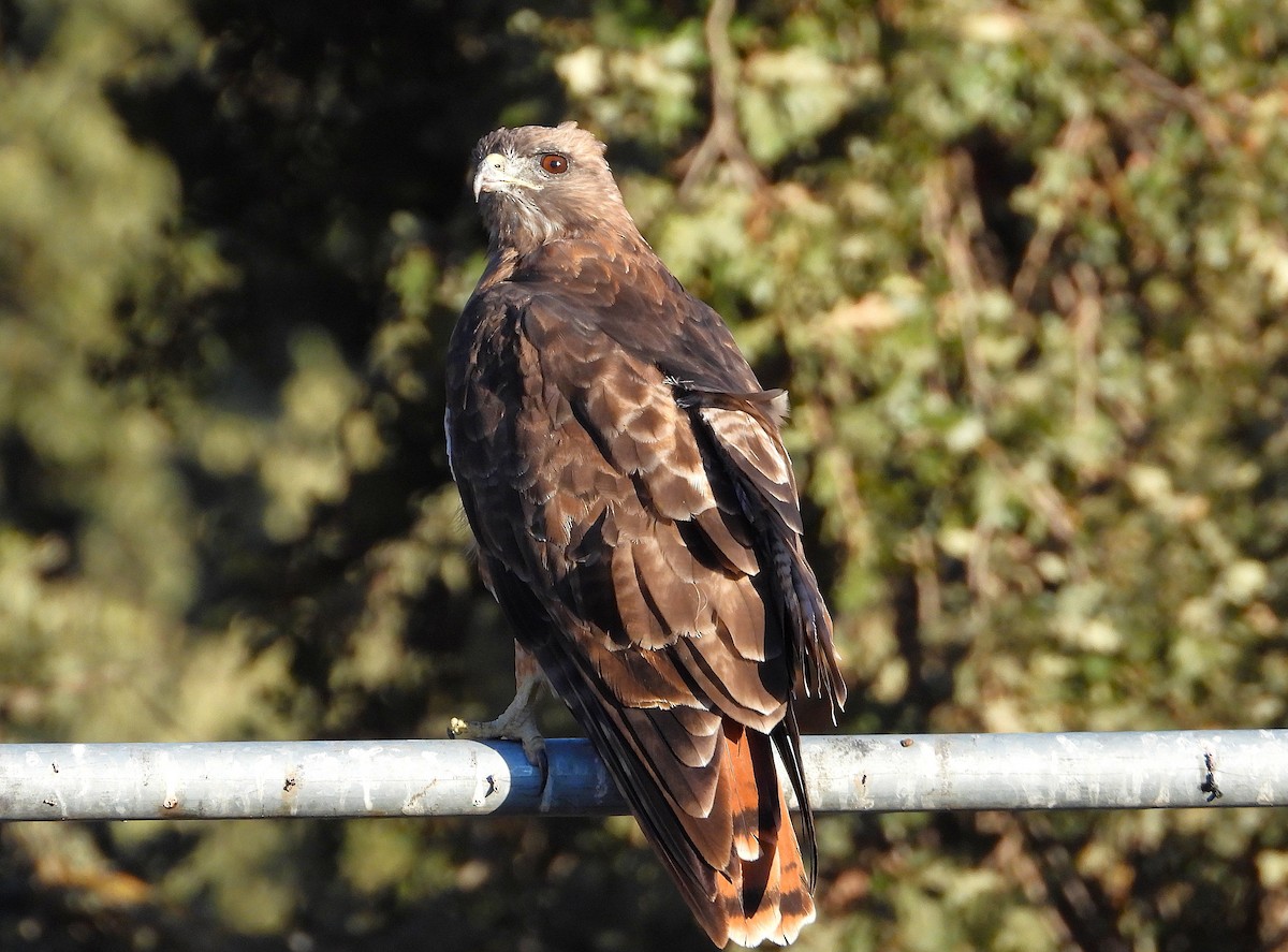 Red-tailed Hawk - ML642792143