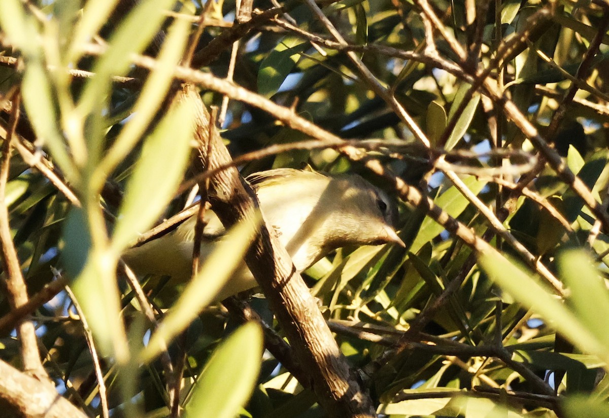 Warbling Vireo - ML642792152