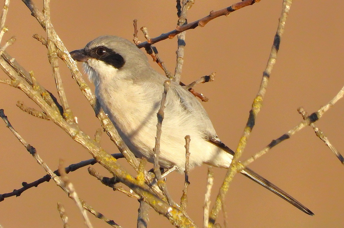 Loggerhead Shrike - ML642792153