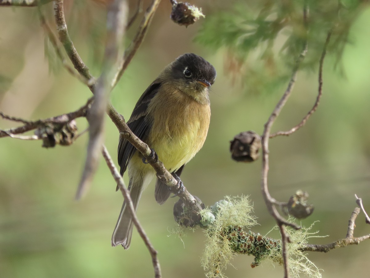 Black-capped Flycatcher - ML642792159