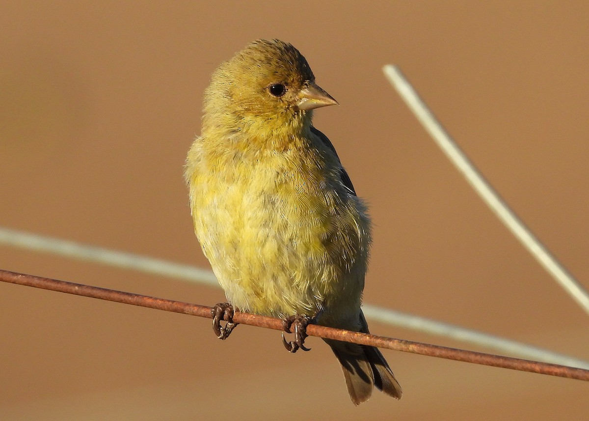 Lesser Goldfinch - ML642792161