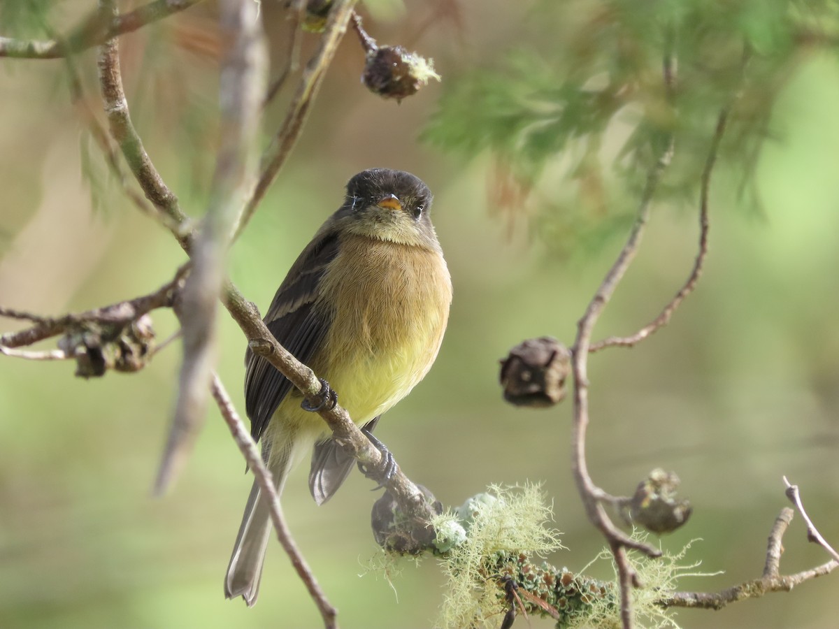Black-capped Flycatcher - ML642792162