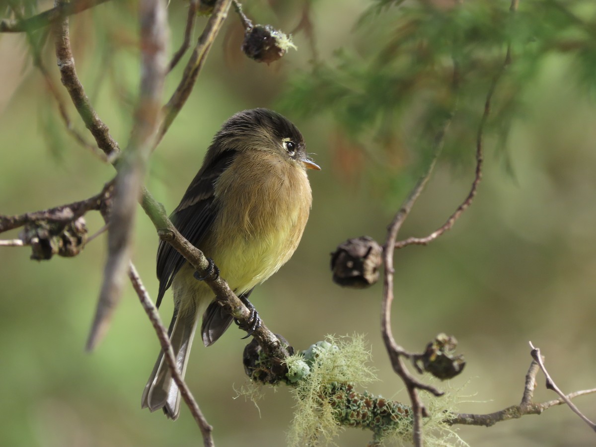 Black-capped Flycatcher - ML642792163