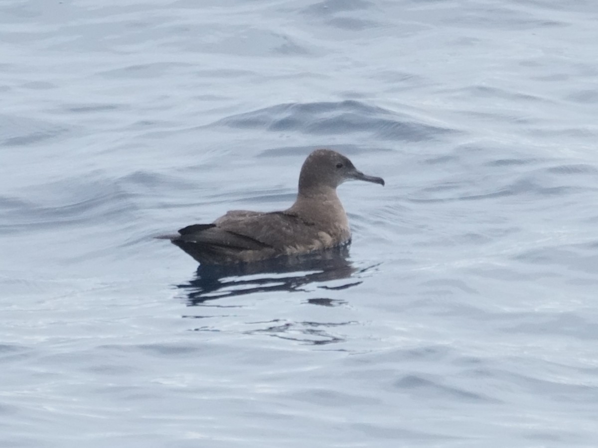 Sooty Shearwater - ML642792175