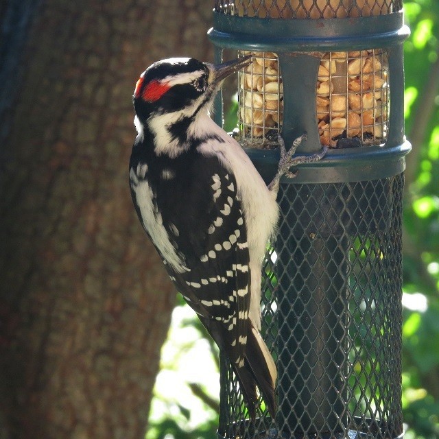 Hairy Woodpecker - ML642792179