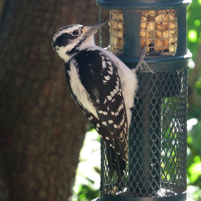Hairy Woodpecker - ML642792180