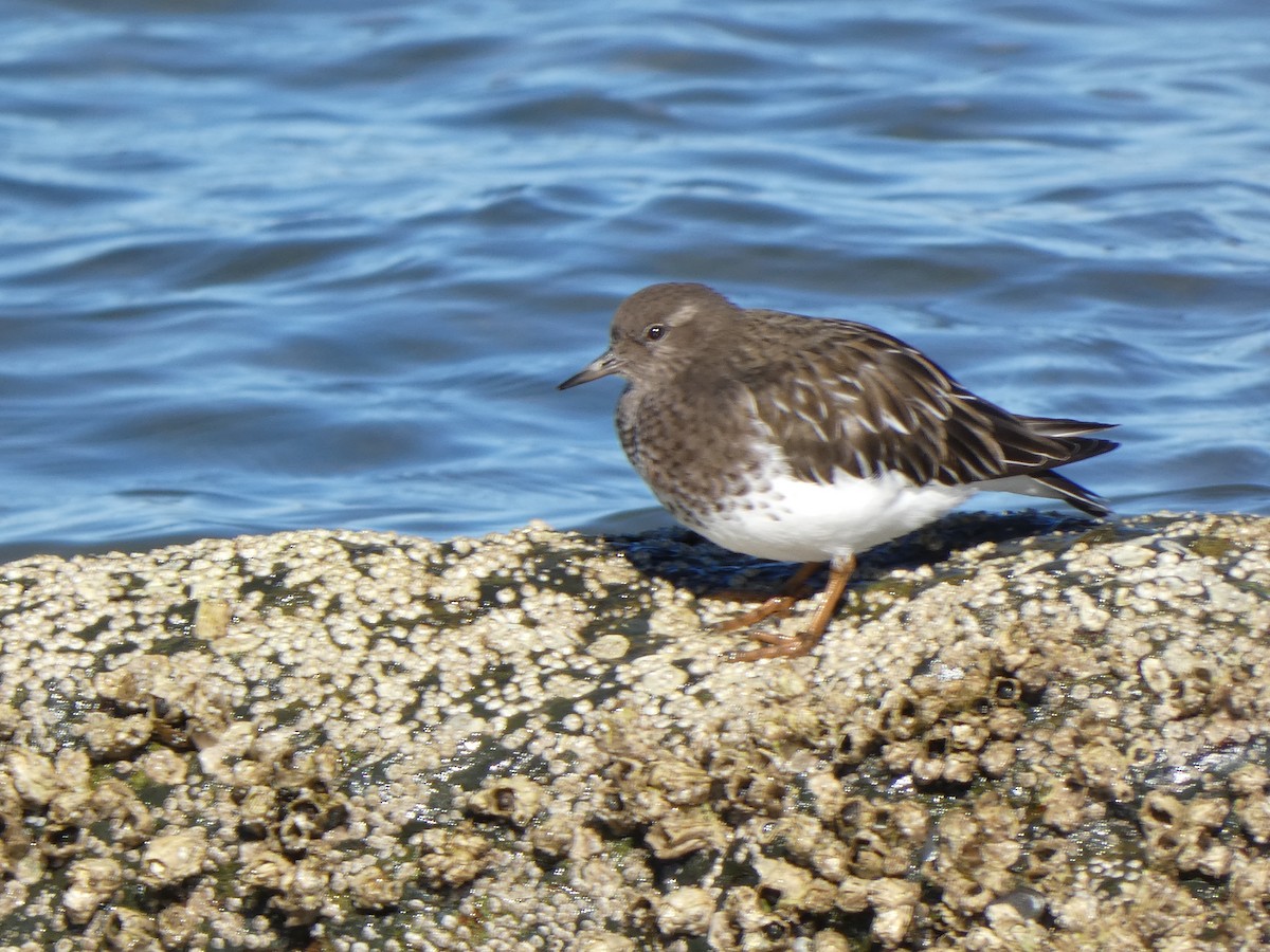 Black Turnstone - ML642792203