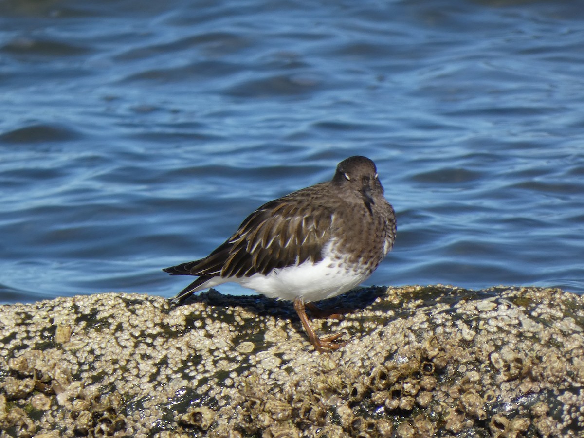 Black Turnstone - ML642792204