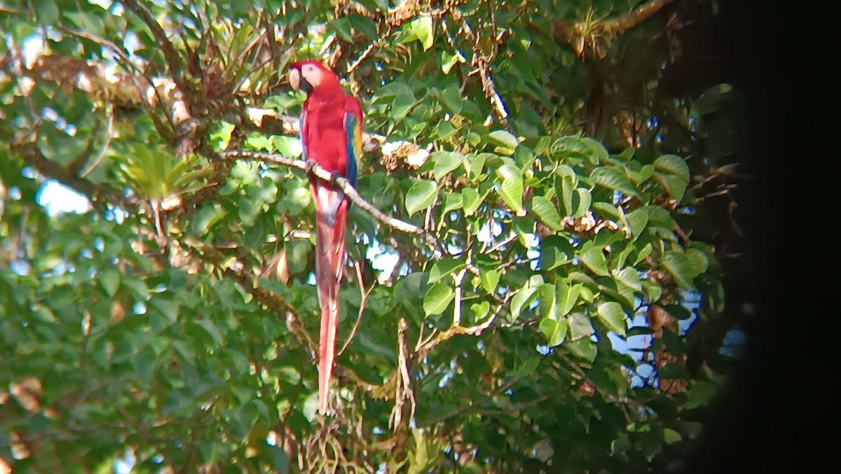 Scarlet Macaw - ML642792205