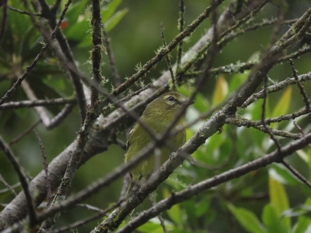 gulbåndvireo - ML642792210
