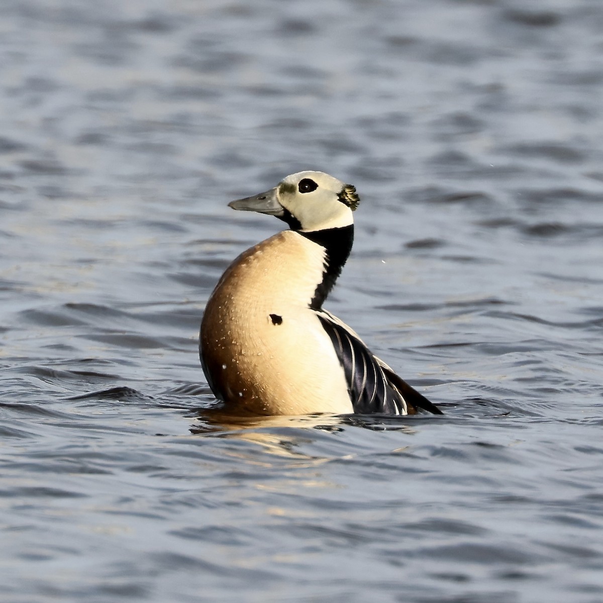 Steller's Eider - ML642792212