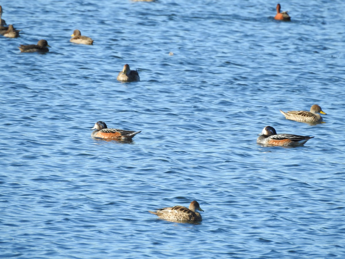 Chiloe Wigeon - ML642792213