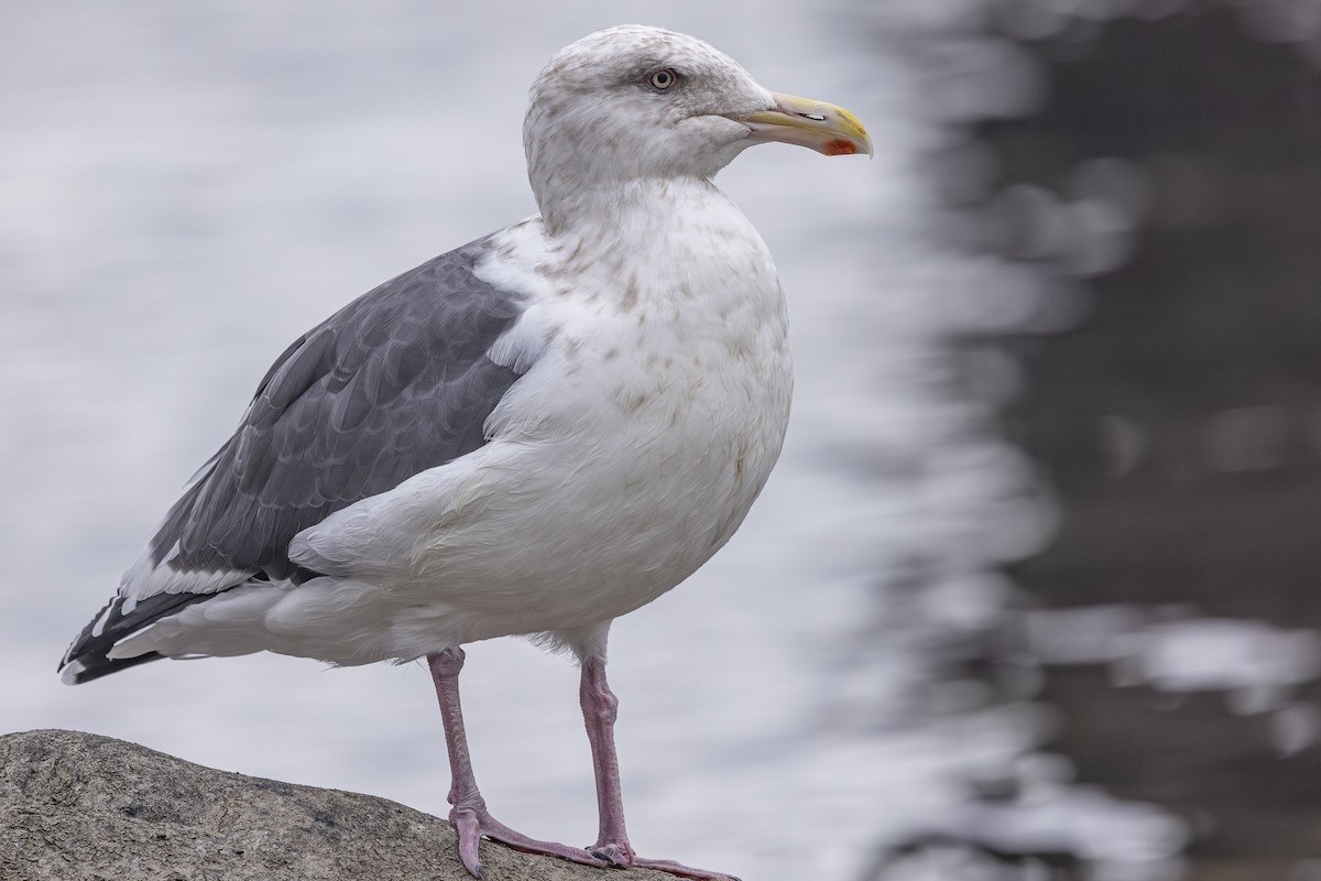 Slaty-backed Gull - ML642792215