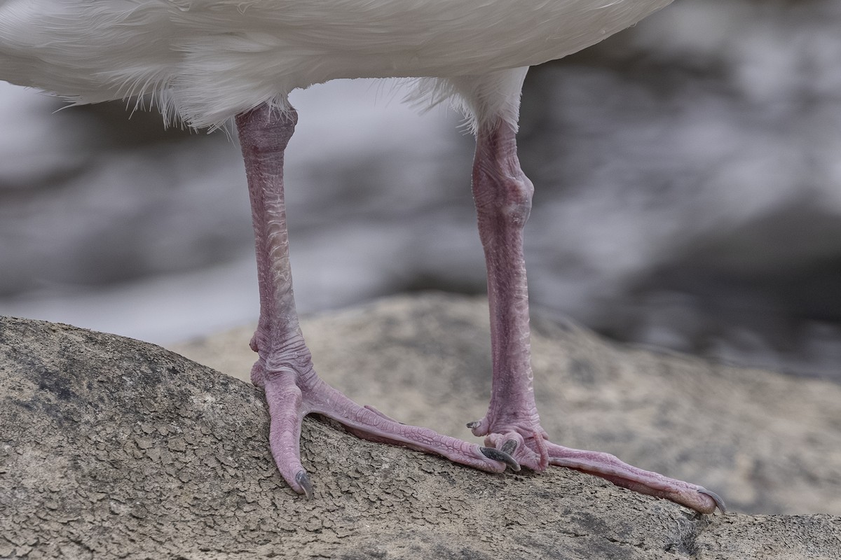 Slaty-backed Gull - ML642792217