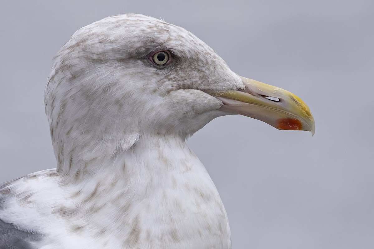 Slaty-backed Gull - ML642792219