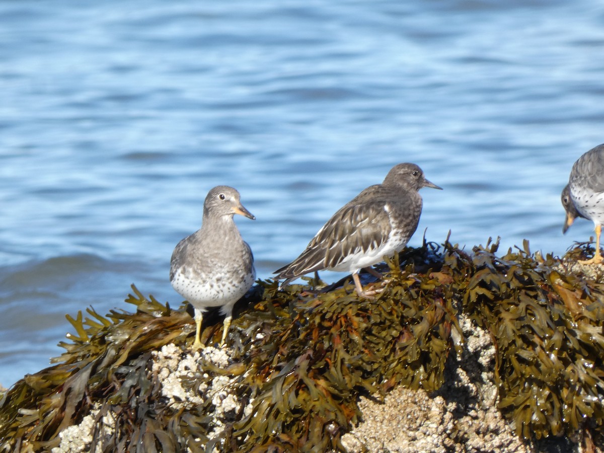 Surfbird - ML642792224