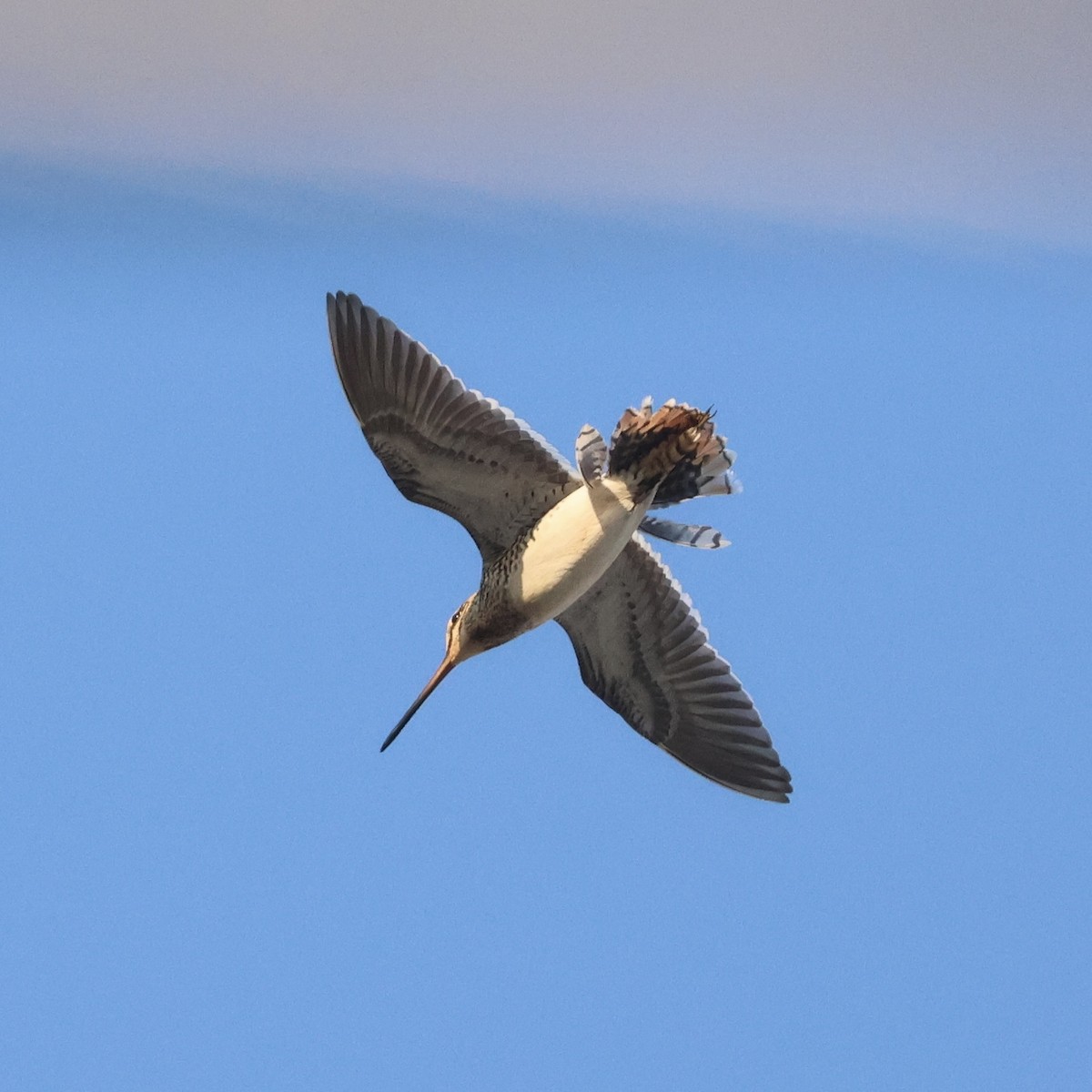 Common Snipe - ML642792227