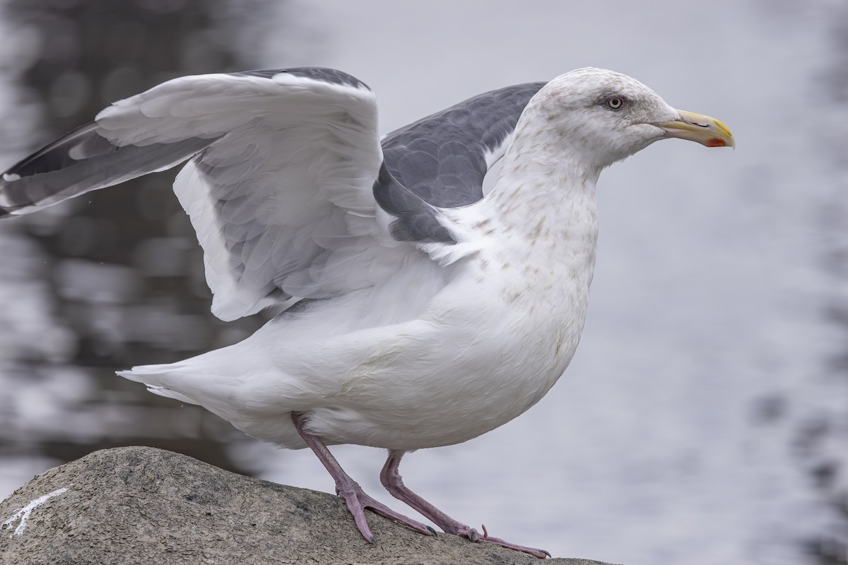 Slaty-backed Gull - ML642792236