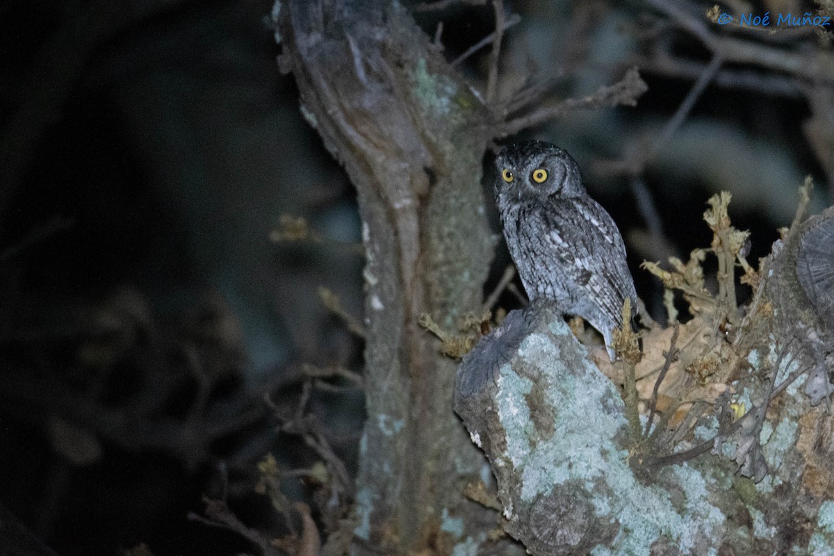 Western Screech-Owl - ML642792237