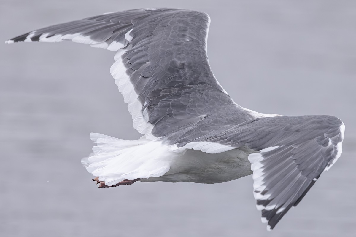 Slaty-backed Gull - ML642792240