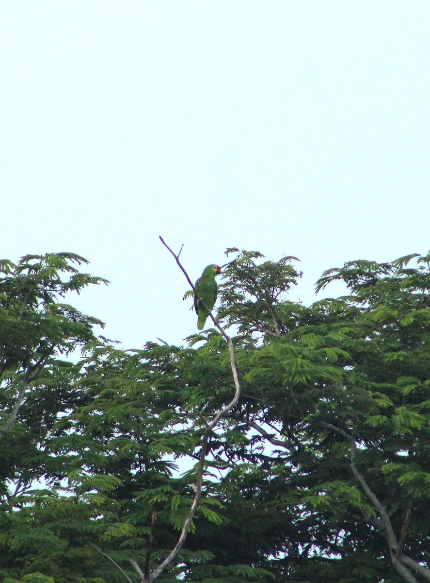 Red-lored Amazon - ML642792241