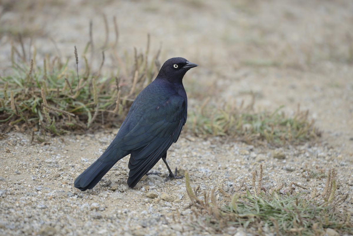 Brewer's Blackbird - ML642792244