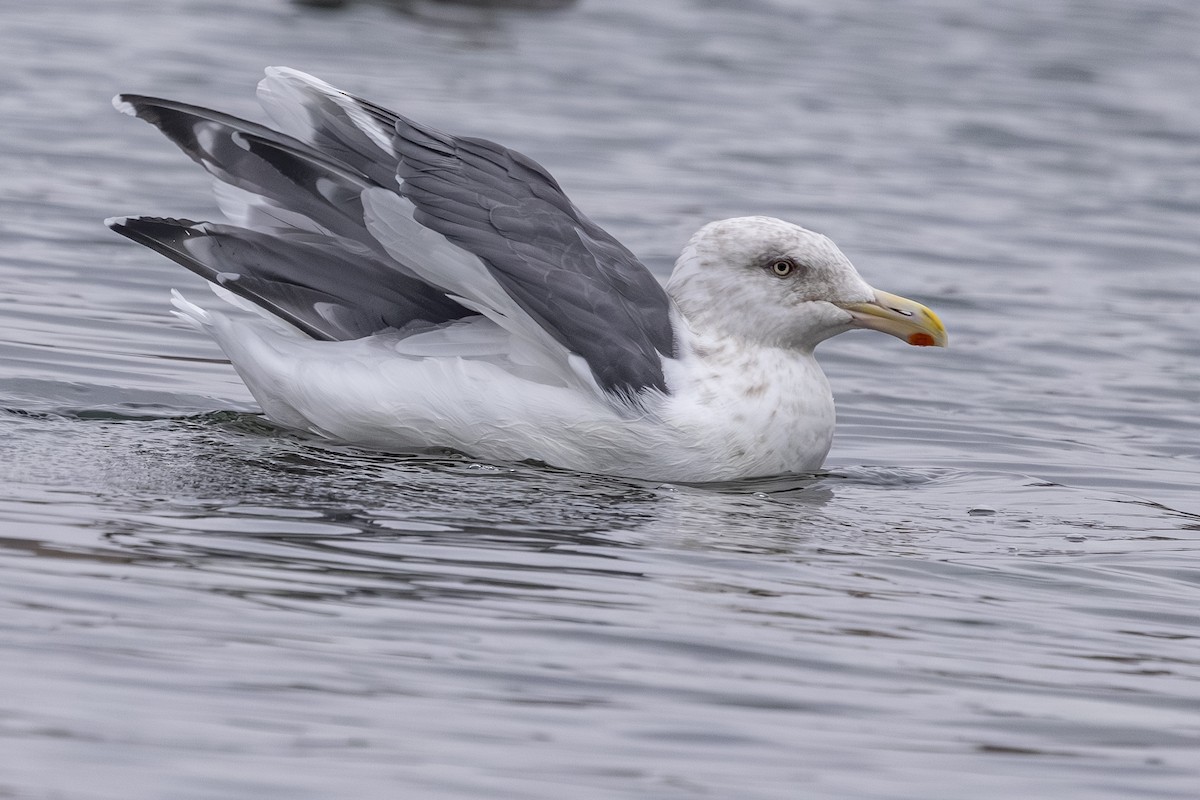 Slaty-backed Gull - ML642792245