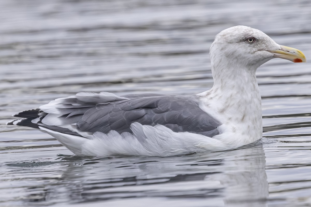 Slaty-backed Gull - ML642792246