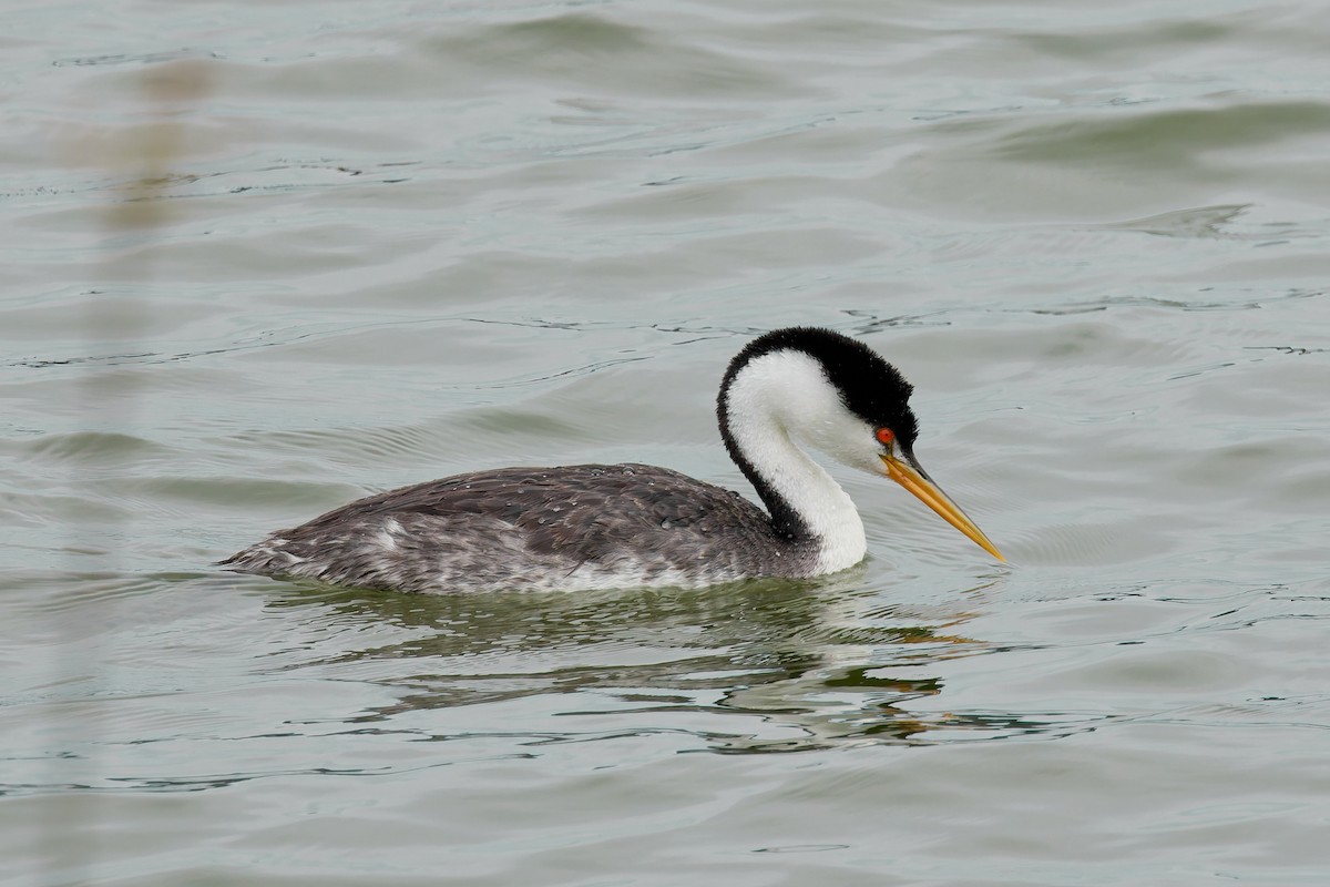 Western/Clark's Grebe - ML642792248