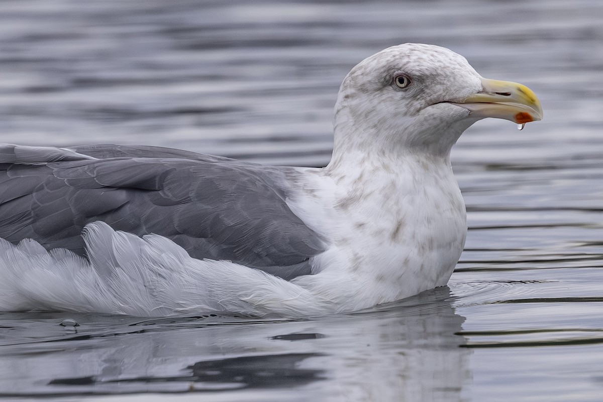 Slaty-backed Gull - ML642792249