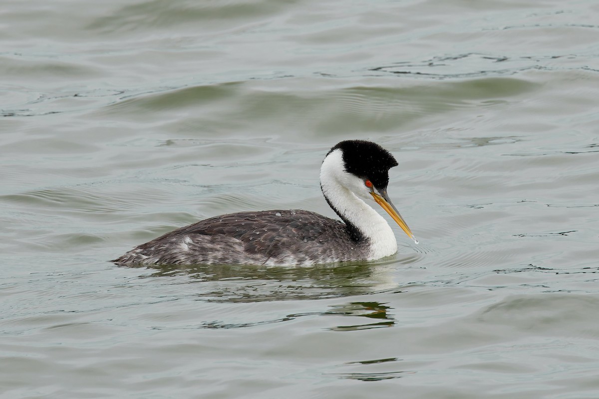 Western/Clark's Grebe - ML642792254
