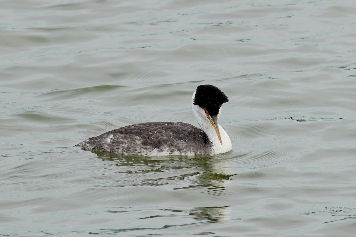 Western/Clark's Grebe - ML642792258
