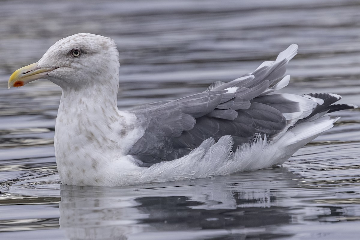 Slaty-backed Gull - ML642792260